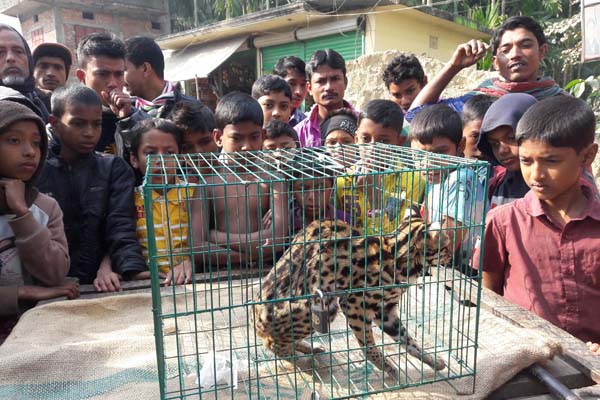 লক্ষ্মীপুরে বিরল প্রজাতির মেছো বাঘ আটক 