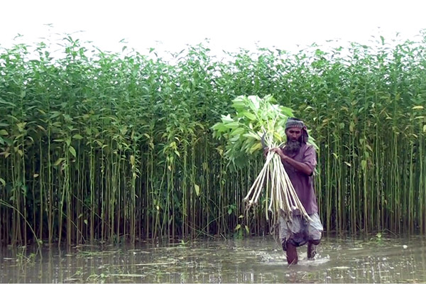 
পটুয়াখালীর উপকূলীয় অঞ্চলে লবন সহিষ্ণু পাট চাষে সফলতা 