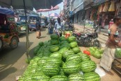 উৎপাদন বাড়াতে স্বল্প সুদে ব্যাংক ঋণের দাবি তরমুজ চাষিদের