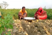 বগুড়ায় আলু ও সরিষার বাম্পার ফলনে কৃষকের হাসি