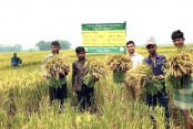 বিশ্বনাথে মাঠে মাঠে বোরো ধান কাটার ধুম