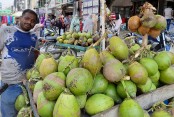 প্রচণ্ড গরমে কদর বেড়েছে ডাবের 

