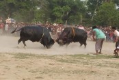 নড়াইলে সুলতান মেলায় ঐতিহ্যবাহী ষাঁড়ের লড়াই

