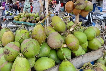 গরমে মানিকগঞ্জে বেড়েছে ডাবের কদর