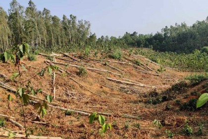 অনুমতি ছাড়াই শতাধিক গাছ কাটলেন বিএনপি নেতা 