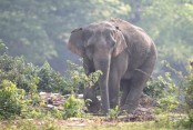 শেরপুরে বন্যহাতির আক্রমণে কৃষকের মৃত্যু 