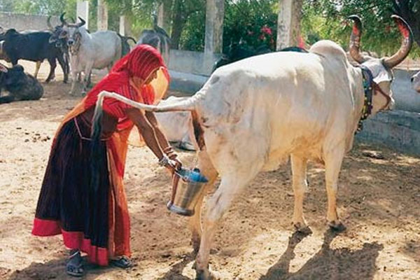 à¦à¦²à¦à¦¾à¦¤à¦¾à§ à¦à¦°à§à¦° à¦¦à§à¦§à§à¦° à¦à§à§à§ à¦®à§à¦¤à§à¦°à§à¦° à¦¦à¦¾à¦® à¦¬à§à¦¶à¦¿! 