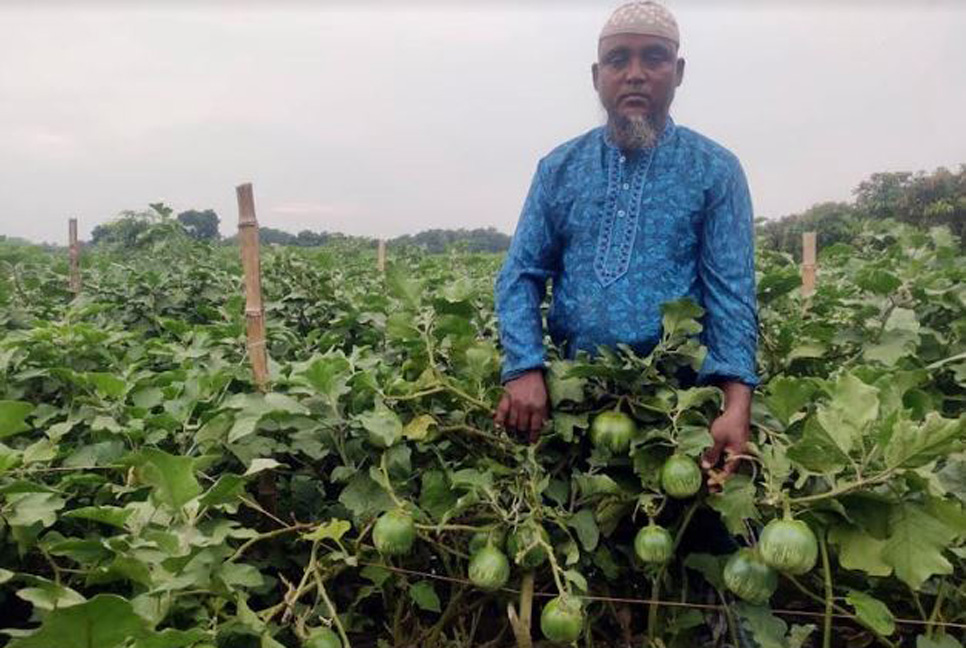 উন্নত জাতের হাইব্রিড বেগুন চাষে মুখে হাসি কৃষকের