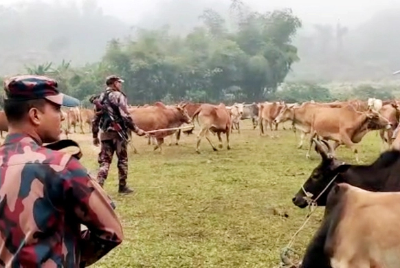 বান্দরবানের আলীকদমে যৌথ অভিযানে ৮০টি বার্মিজ গরু আটক